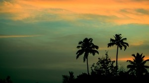 palm trees, sunset, sky
