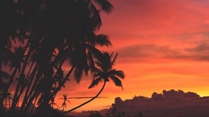 palm trees, sunset, clouds, tropics, sky