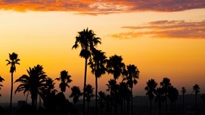 palm trees, sunset, clouds, twilight, dark
