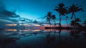 palm trees, sunset, ocean, evening, tropics