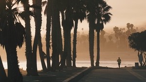 palm trees, sunset, jogging, silhouette