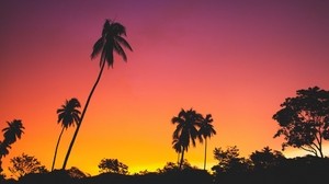 palm trees, sunset, silhouettes, tropics, sky