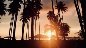 palmer, solnedgång, tropiker, solljus, träd