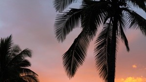 palm trees, sunset, branches - wallpapers, picture