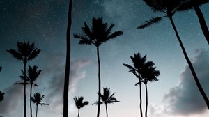 palmer, stjärnhimmel, natt, silhuetter, mörk