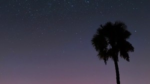 palm trees, starry sky, tropics, sunset, shape - wallpapers, picture