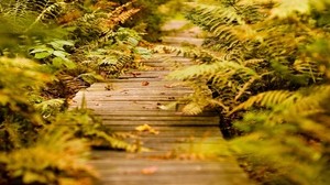 felce, sentiero, vegetazione, autunno, foglie