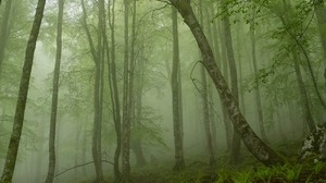 fern, forest, haze, trunks - wallpapers, picture