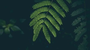 fern, leaf, plant, green - wallpapers, picture