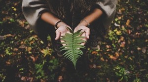 fern, leaf, hands, palms, autumn