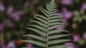 fern, leaf, green, plant, blur - wallpapers, picture