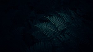fern, leaves, plant, dark, carved