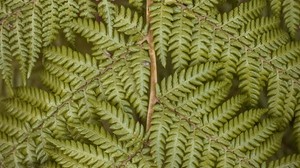 fern, leaves, plant