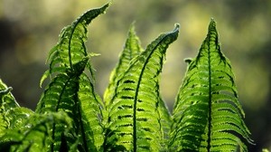 fern, leaves, plant, blur