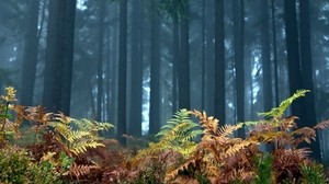 fern, foreground, trees, forest, autumn - wallpapers, picture