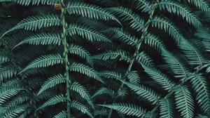 fern, plant, leaves, carved, green - wallpapers, picture