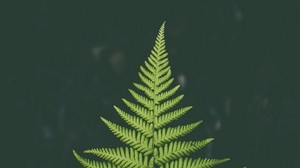 fern, plant, green, leaf