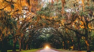 park, trees, arch, light, road, savannah, usa