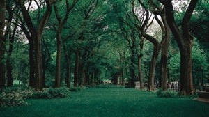 park, trees, grass, green, nature - wallpapers, picture