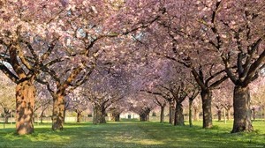 parque, árboles, flores, camino