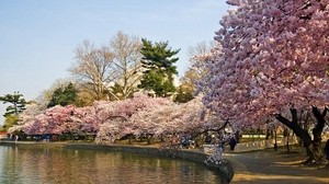 park, trees, spring, pond