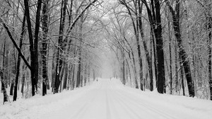 park, trees, winter, snow, road