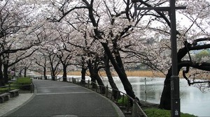 parque, camino, vuelta, primavera