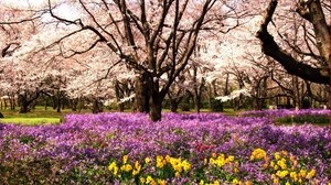 park, blomsterrabatt, blommor, sommar, träd - wallpapers, picture
