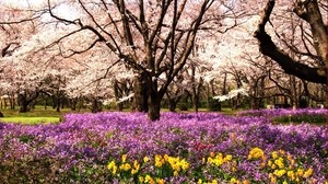 parque, macizo de flores, flores, verano, árboles