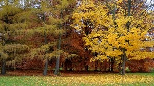 park, autumn, trees, leaf fall, Lithuania - wallpapers, picture