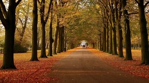 公园，秋天，树木，路径