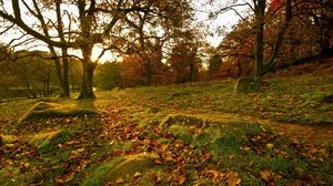 parque, otoño, bosque, hojas, árboles, piedras, hierba