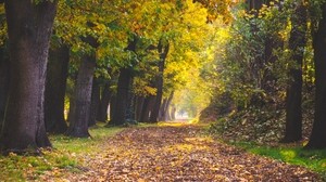 parque, otoño, follaje, árboles, camino