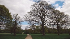 parque, camino, arboles, jardin