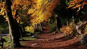 parque, camino, bosque, árboles, hojas