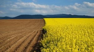 åkermark, mark, blommor, gul, gräns