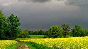 曇り、道路、花、夏
