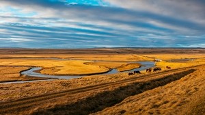 pasture, horses, grass