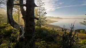 spindelnät, träd, dimma, strand, morgon, gryning