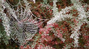 蜘蛛网，树，树枝，白霜