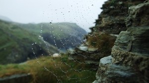 cobweb, drops, dew, stones