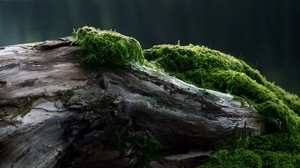 stump, moss, tree, log - wallpapers, picture