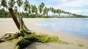 树桩，苔藓，海滩，沙子，海洋，棕榈树