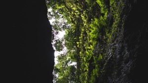 cave, rock, vegetation, fern, trees, dark