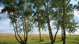 风景，领域，草地，草地，草，绿党，夏天，七月，哈萨克斯坦 - wallpapers, picture