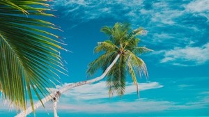 beach, sea, palm trees, summer, tropics - wallpapers, picture