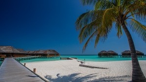 playa, palmeras, arena, trópicos, bungalow