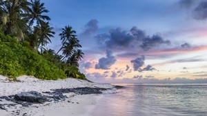 beach, palm trees, sand, ocean