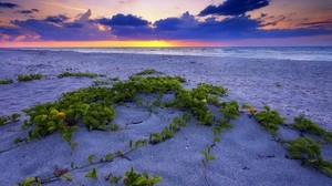 playa, arena, vegetación, hojas, granos, mar, puesta de sol, horizonte