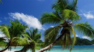 beach, tropics, sea, sand, palm trees, sandy - wallpapers, picture